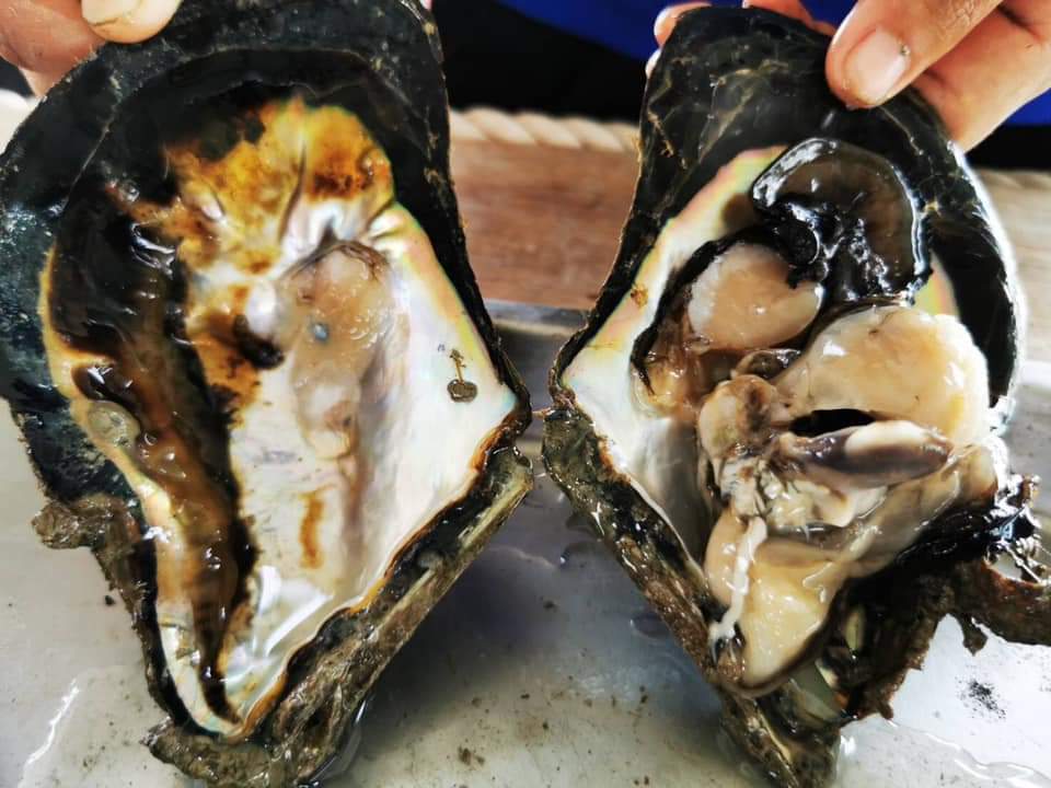 Pearl oyster shell